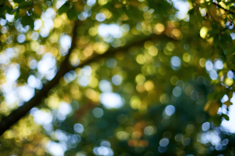 Upward view through blurred tree canopy with dappled sunlight filtering through green leaves