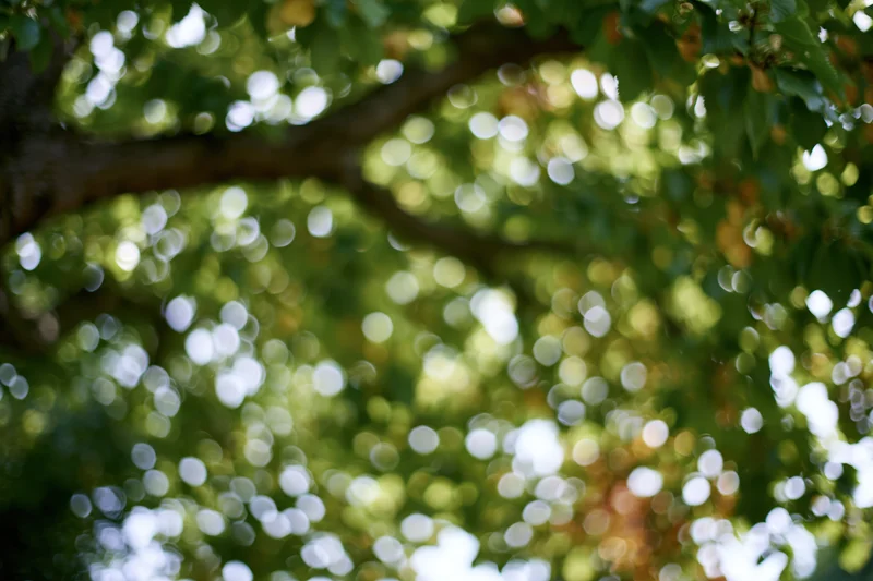 Upward view of defocused tree canopy with dappled sunlight filtering through green leaves