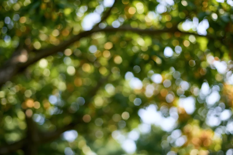 Defocused tree canopy with dappled sunlight filtering through green leaves in a natural outdoor setting