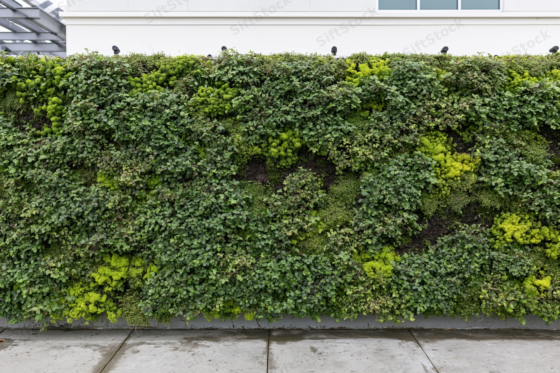 Large rectangular living green wall mounted on the exterior of a modern building facade