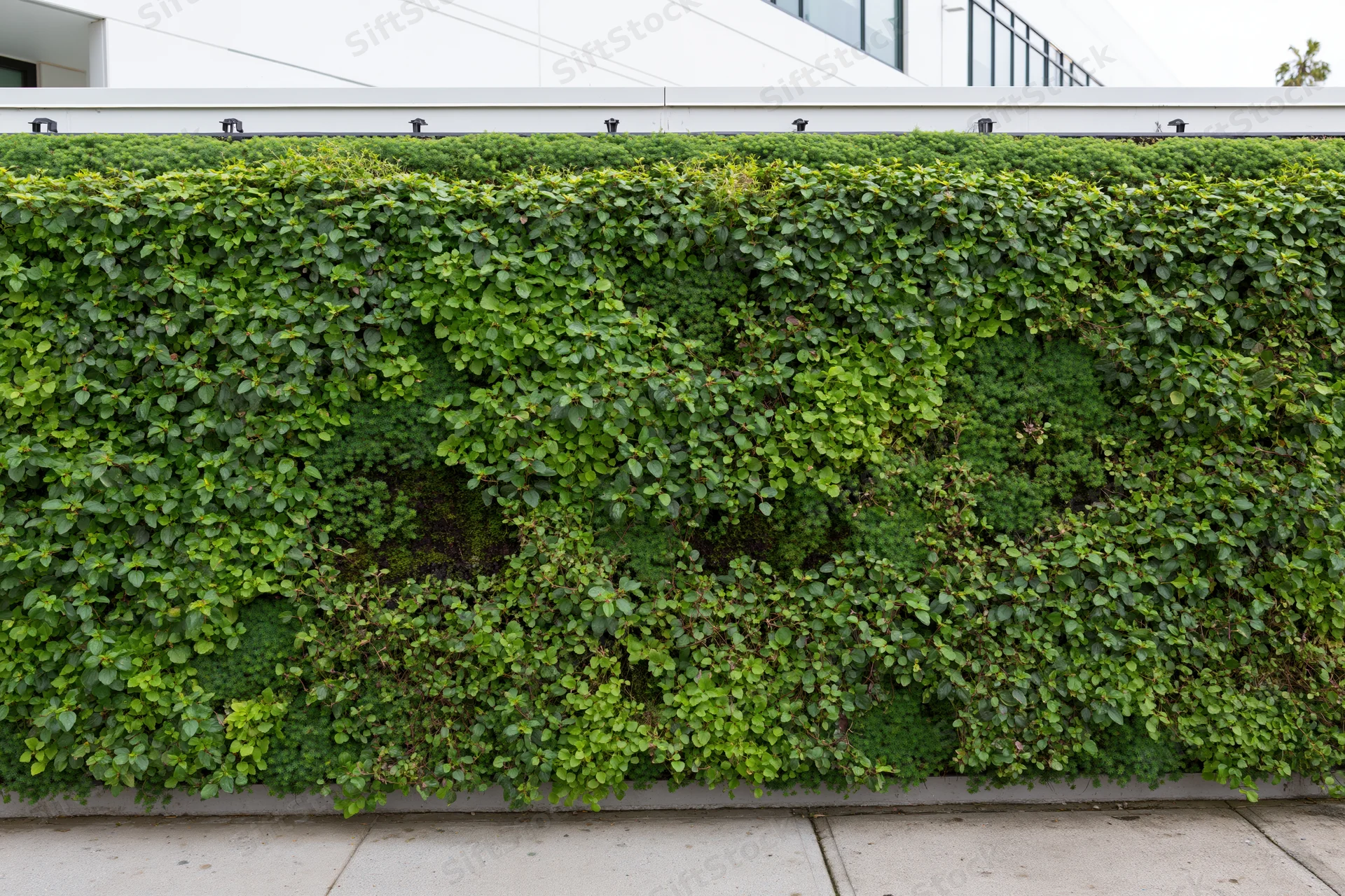 Large rectangular living green wall mounted on the exterior of a modern building