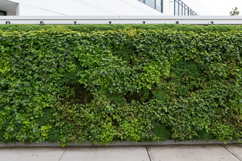 Large rectangular living green wall mounted on the exterior of a modern building
