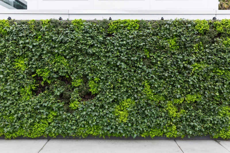 Large rectangular living green wall mounted on the exterior of a modern building