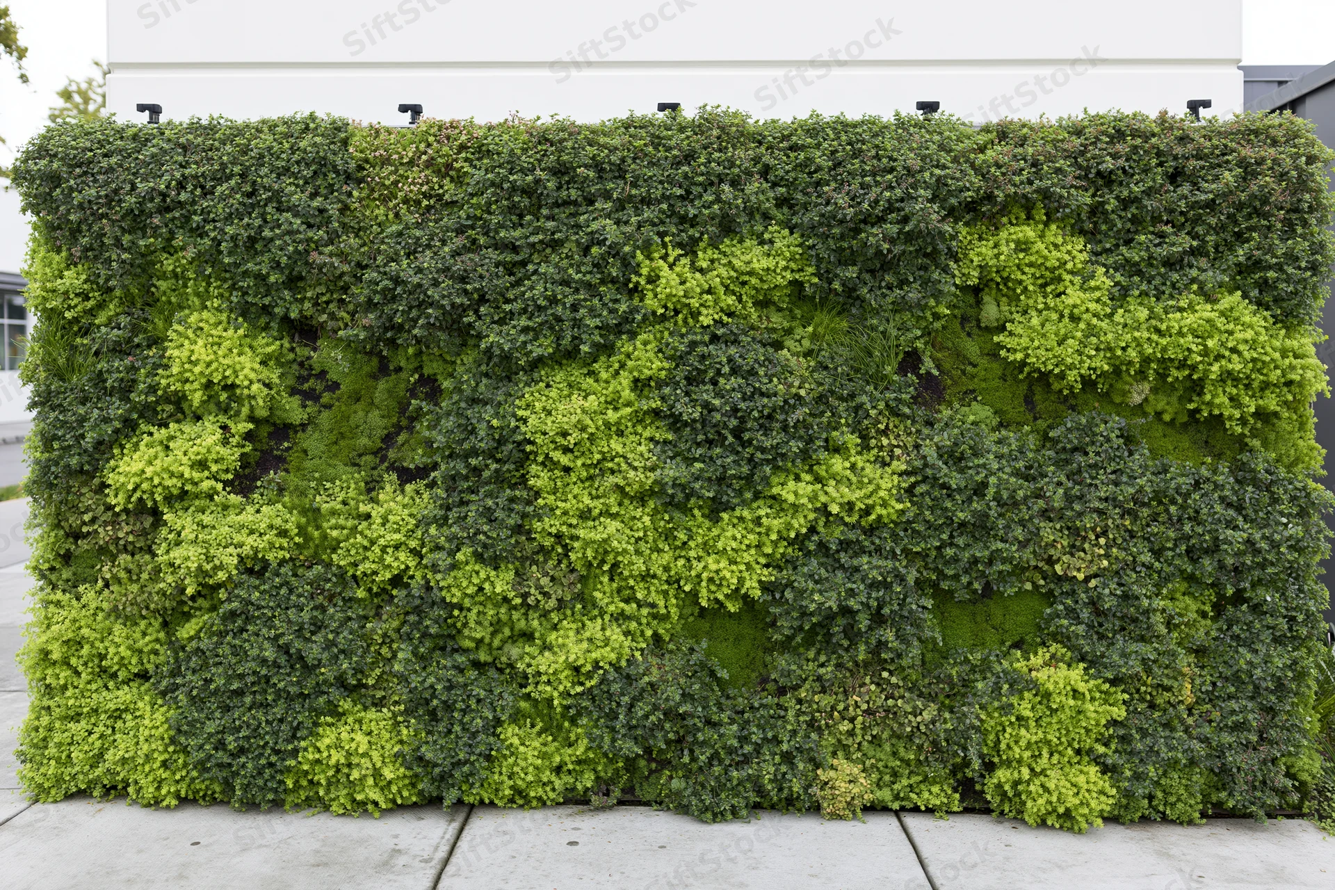 Large rectangular living green wall mounted on exterior building facade with diverse plants and mosses