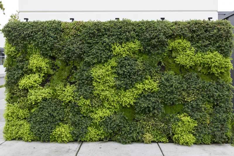 Large rectangular living green wall mounted on exterior building facade with diverse plants and mosses