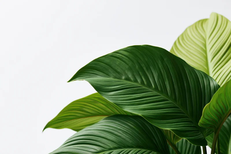 Large tropical plant leaves filling the lower-right corner of the frame against a white background