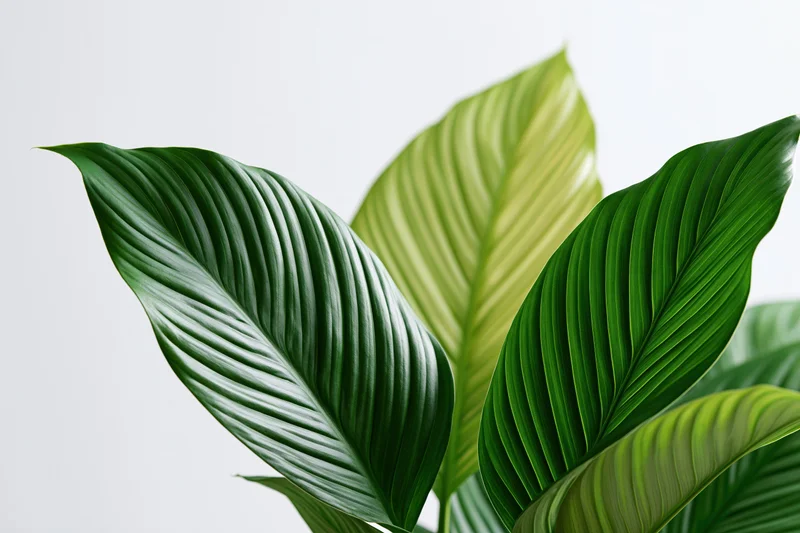 Large tropical plant leaves filling the lower-right corner of the frame against a white background