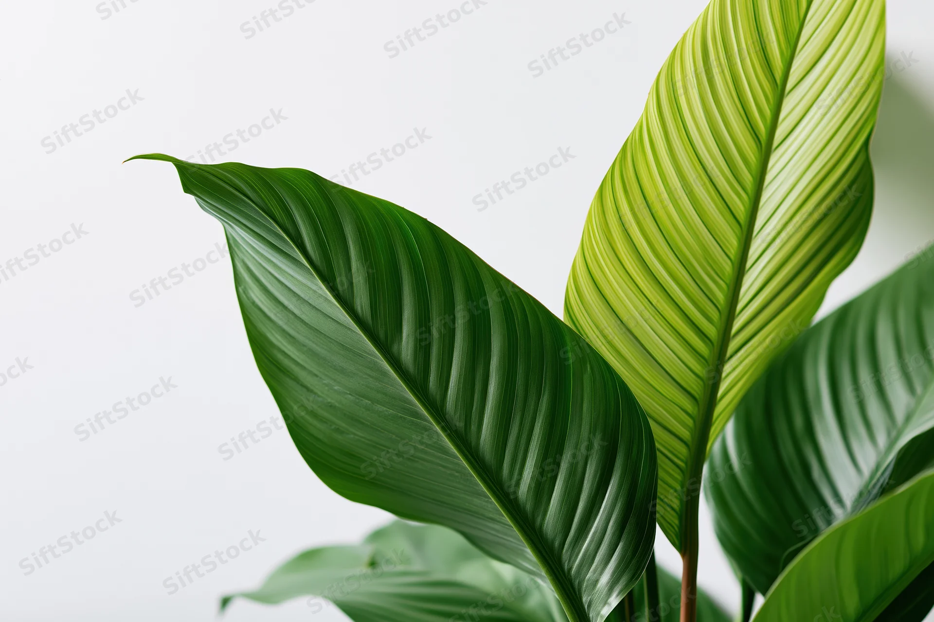 Large tropical plant leaves with variegated green patterns filling the lower-right corner against a white background