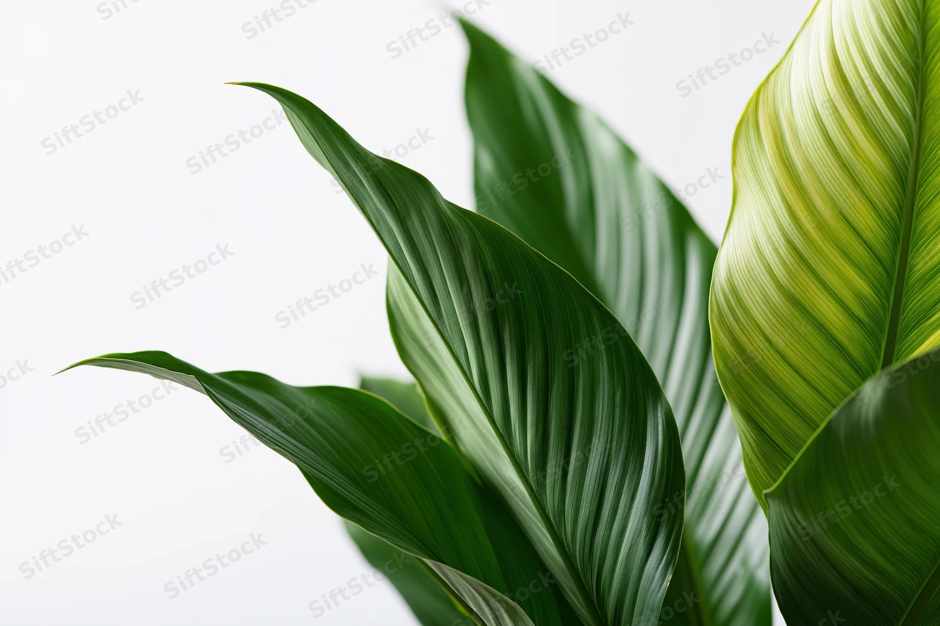 Large tropical plant leaves filling the lower-right corner of the frame against a white background