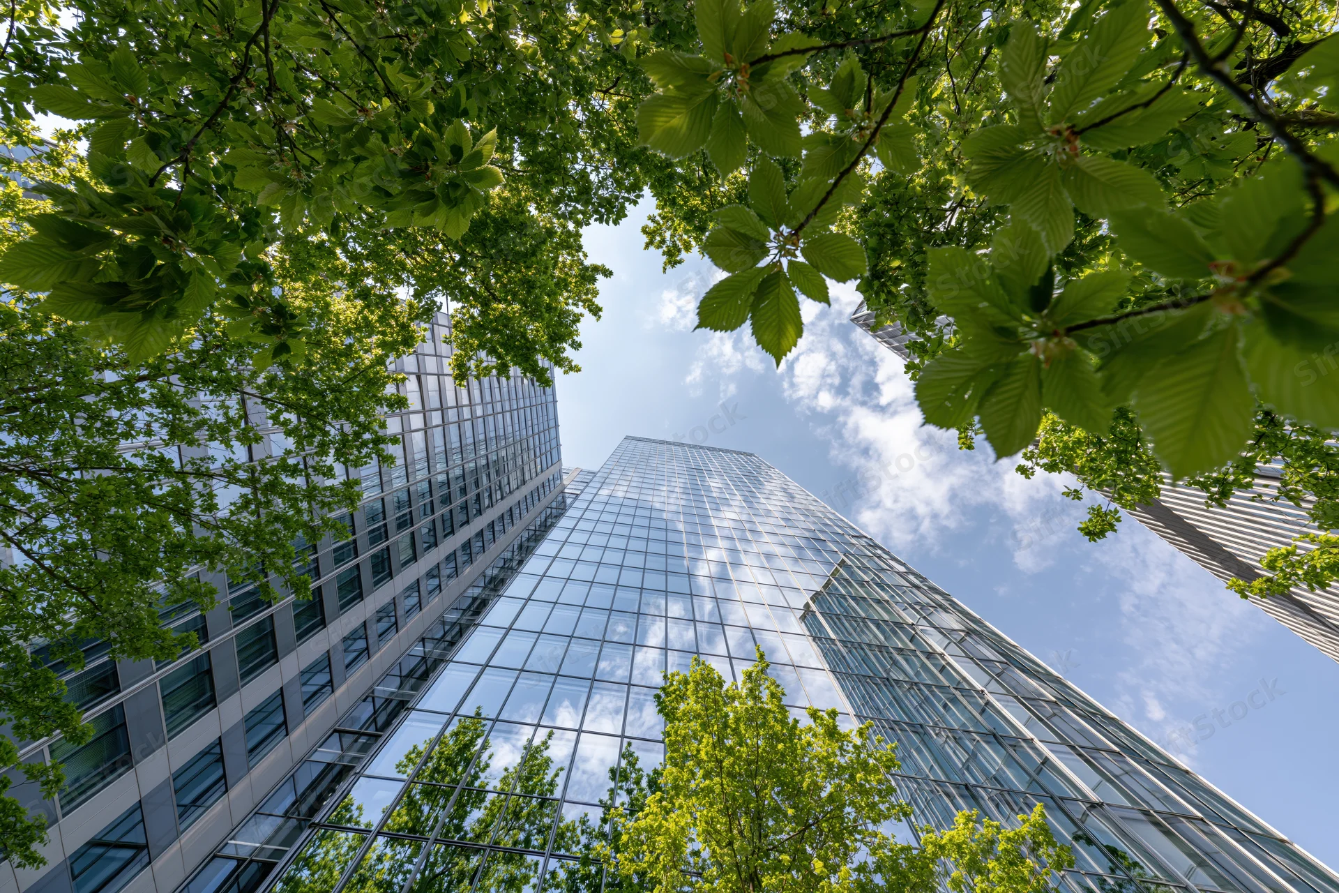 Low-angle view of modern glass skyscrapers framed by green tree canopy against blue sky