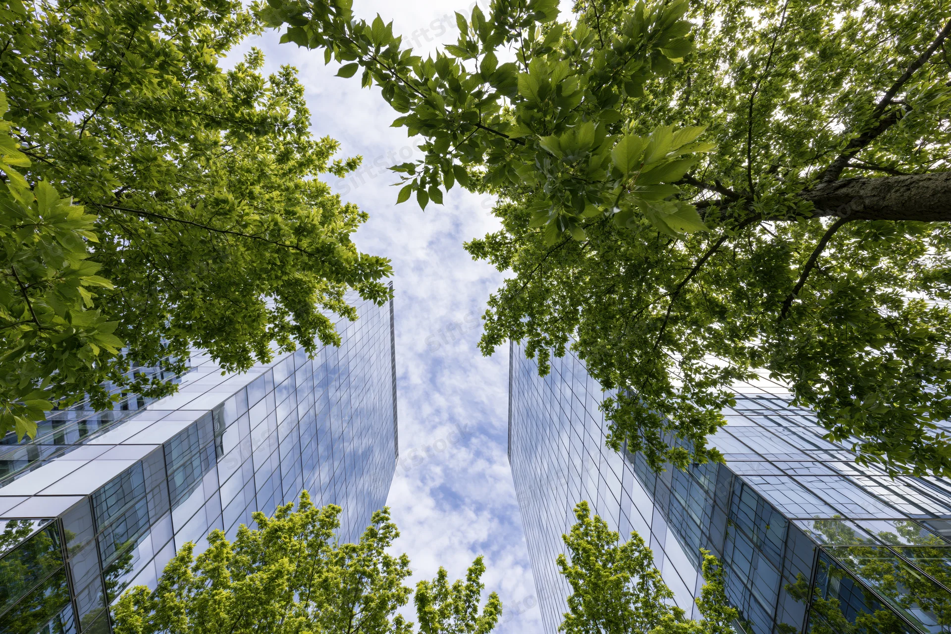 Low-angle view of two modern glass skyscrapers framed by green tree branches against a blue sky