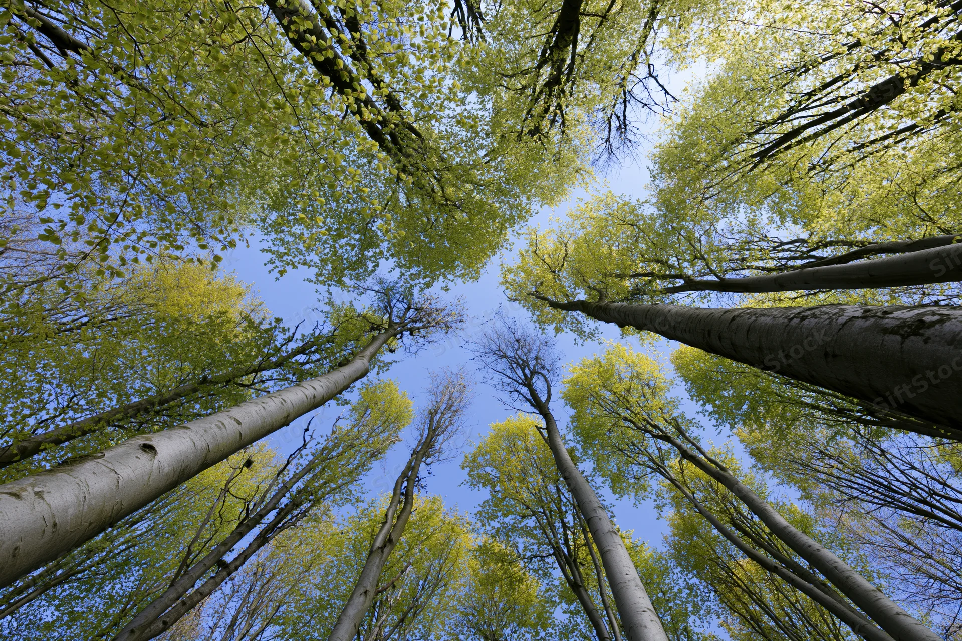 Upward view of tall trees with green leaves and blue sky through forest canopy