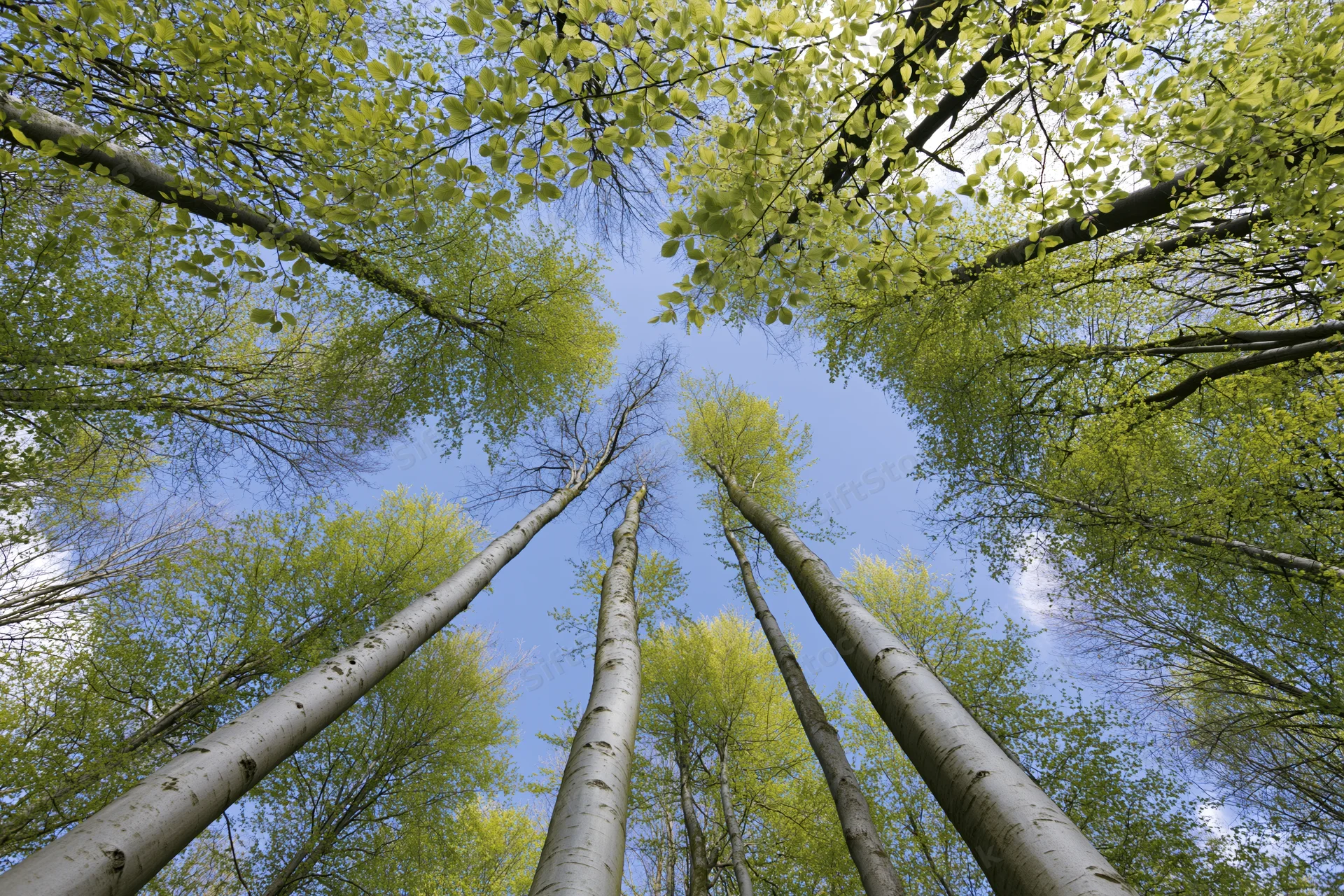 Upward view of tall birch trees reaching into a blue sky through a spring canopy