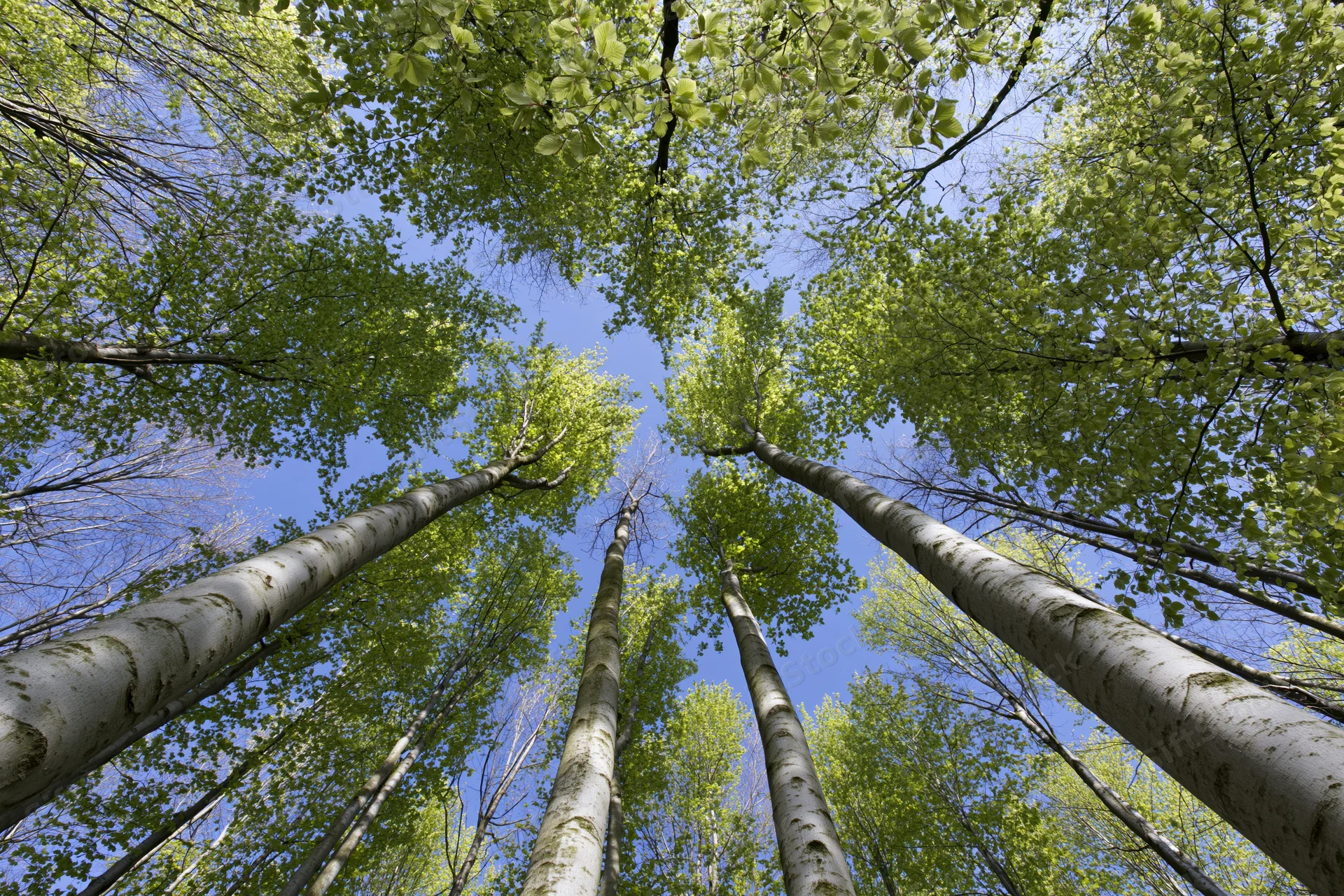 Upward view of tall birch trees reaching into a blue sky through a green canopy in a forest