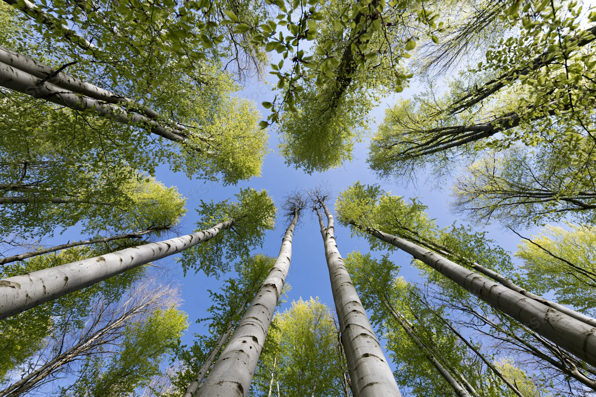 Upward view of birch trees reaching into a blue sky through a green canopy in a forest
