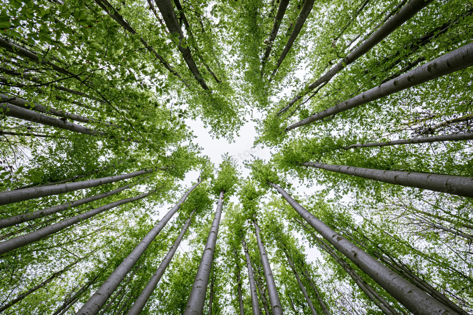 Upward view through dense deciduous forest canopy showing tall trees and green foliage against sky