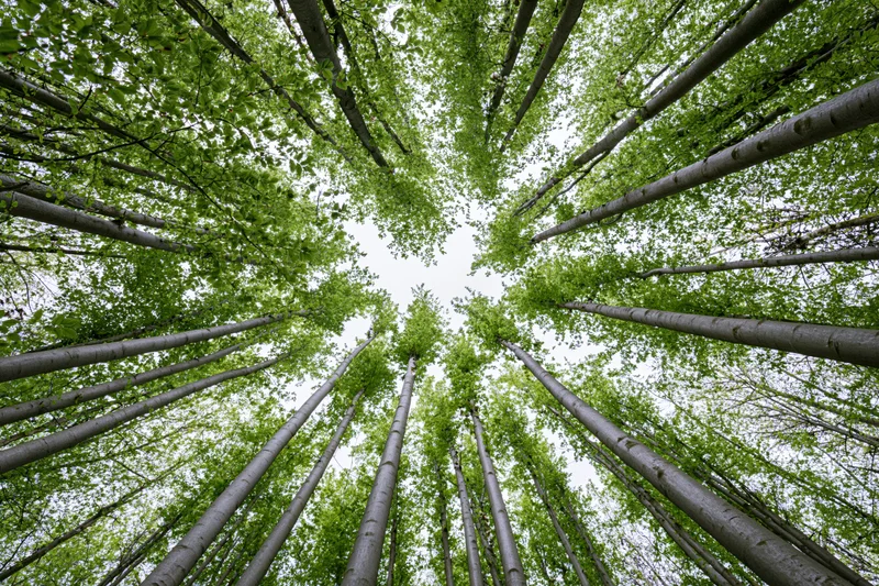 Upward view through dense deciduous forest canopy showing tall trees and green foliage against sky