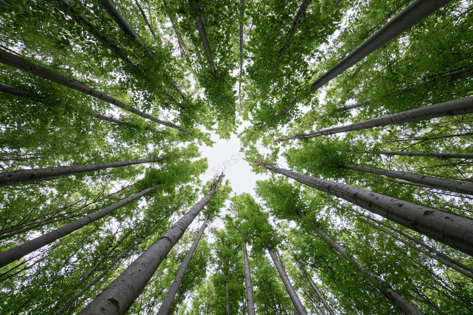 Upward view through dense deciduous forest canopy showing tall trees and green foliage against sky