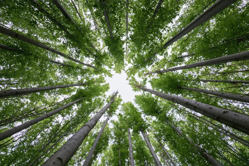 Upward view through dense deciduous forest canopy showing tall trees and green foliage against sky