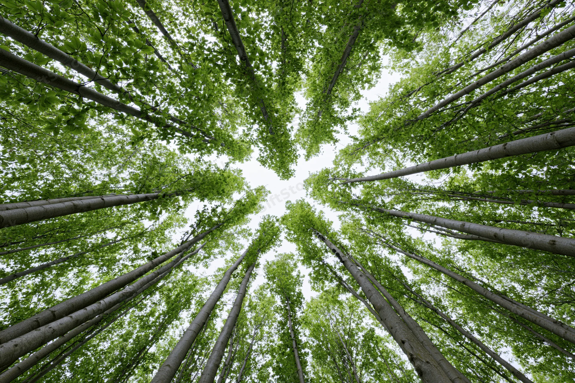 Upward view through dense deciduous forest canopy showing tall trees and green foliage against sky