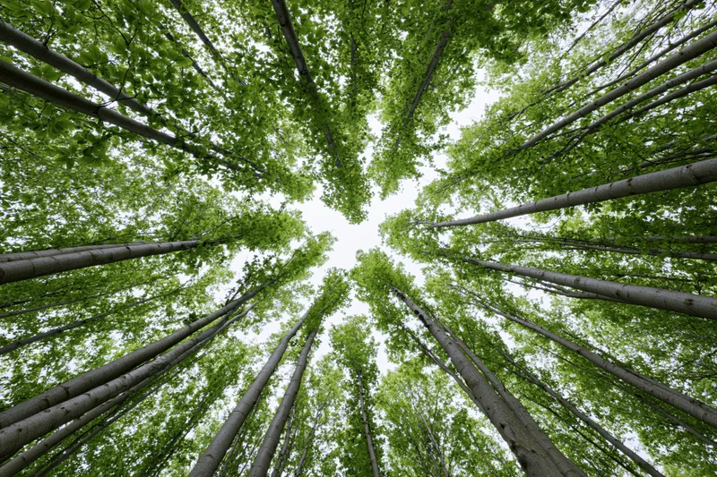 Upward view through dense deciduous forest canopy showing tall trees and green foliage against sky