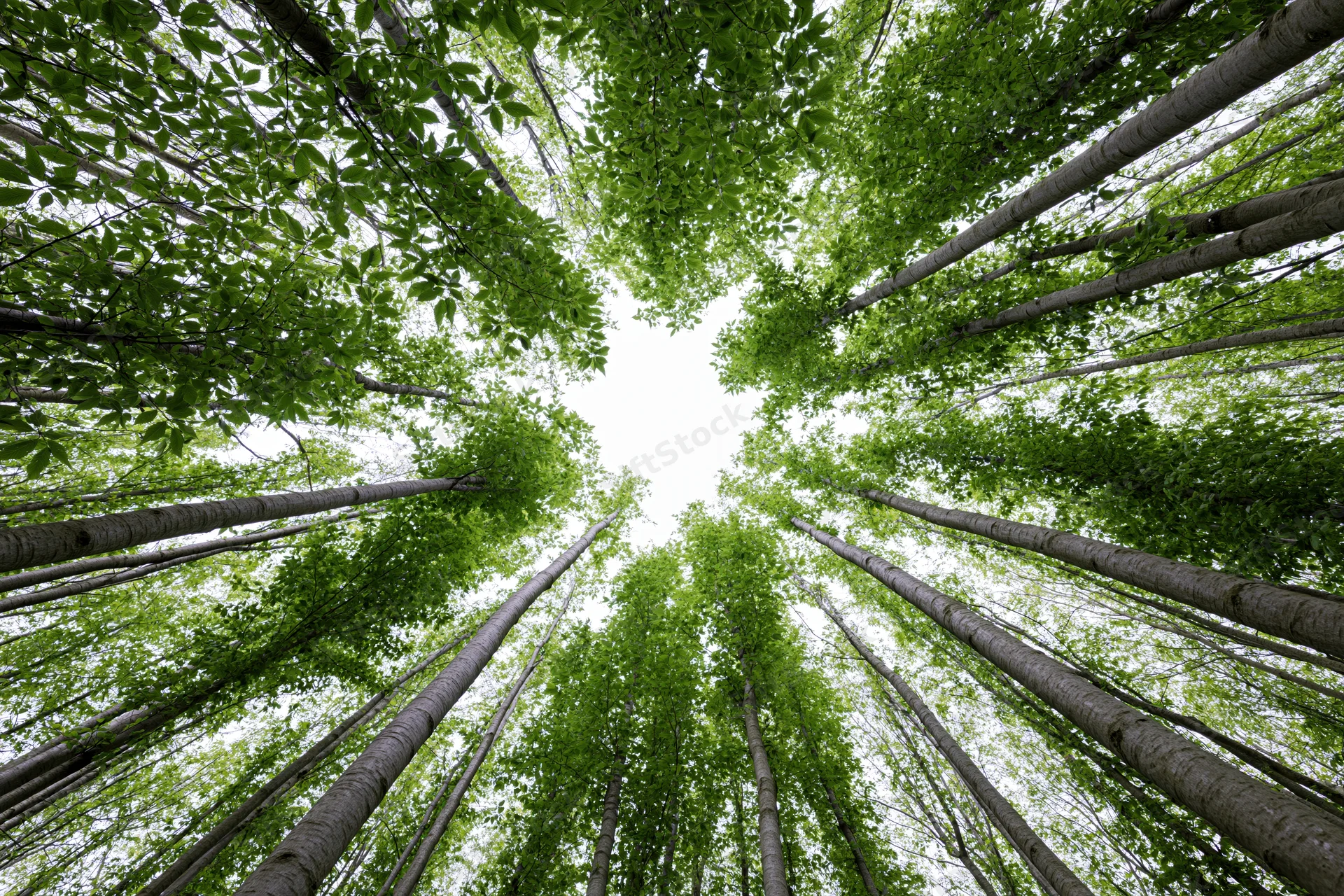 Upward view through dense deciduous forest canopy showing tree trunks and green leaves against sky