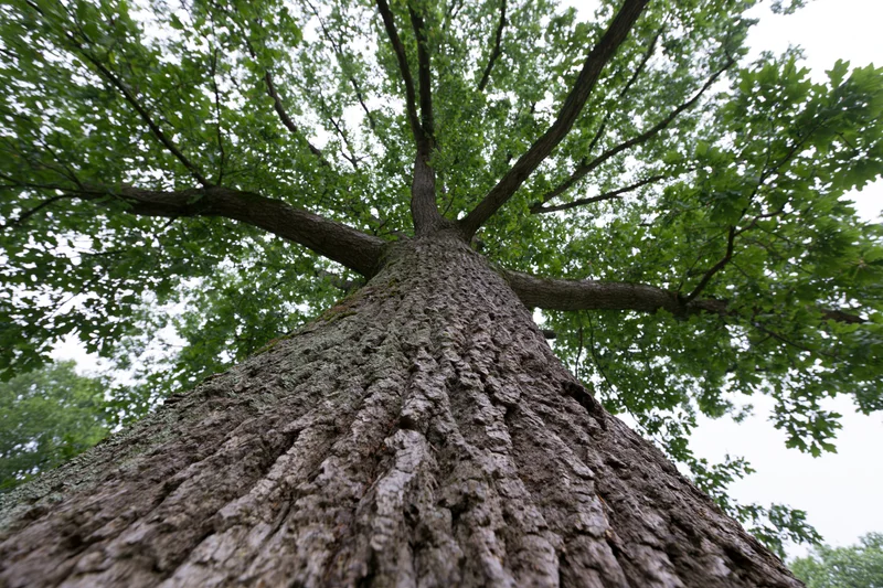 Low-angle view of massive tree trunk reaching upward through dense green canopy in forest setting
