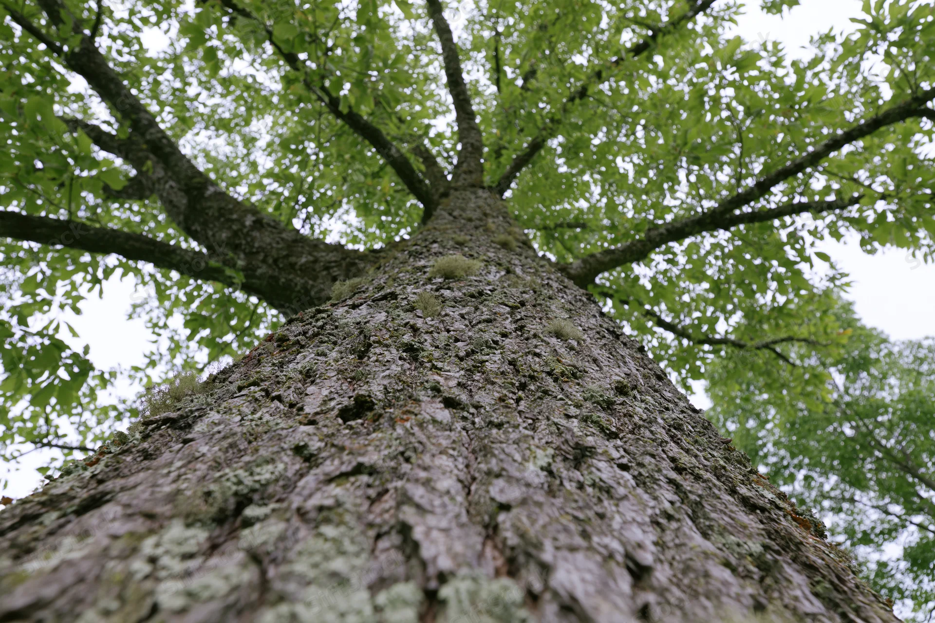 Low-angle view of a massive deciduous tree trunk reaching upward through a leafy canopy in a forest setting