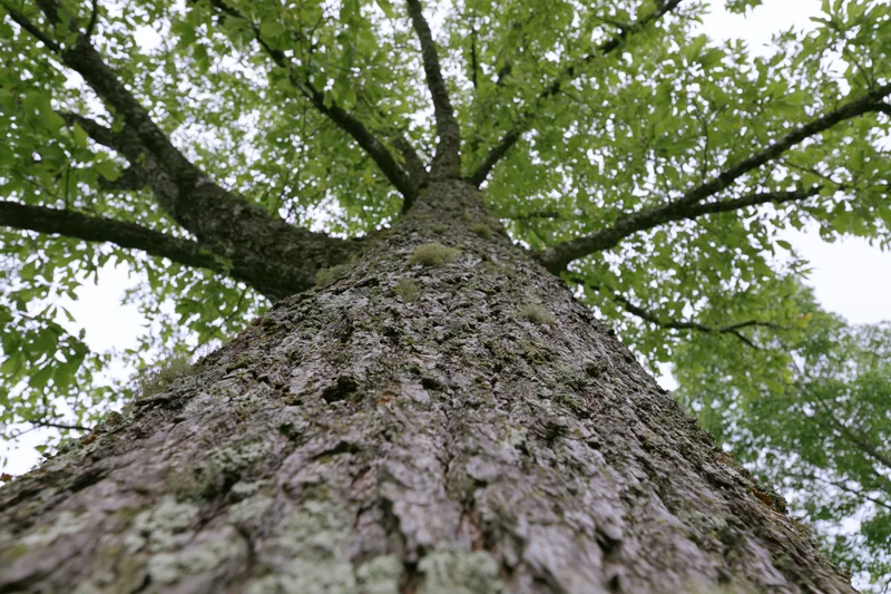 Low-angle view of a massive deciduous tree trunk reaching upward through a leafy canopy in a forest setting