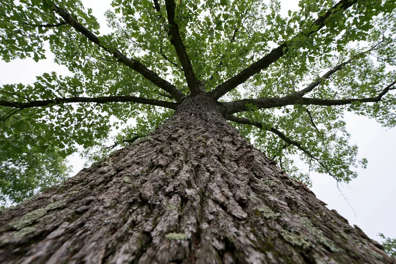 Upward view of massive tree trunk with spreading branches and green canopy against sky