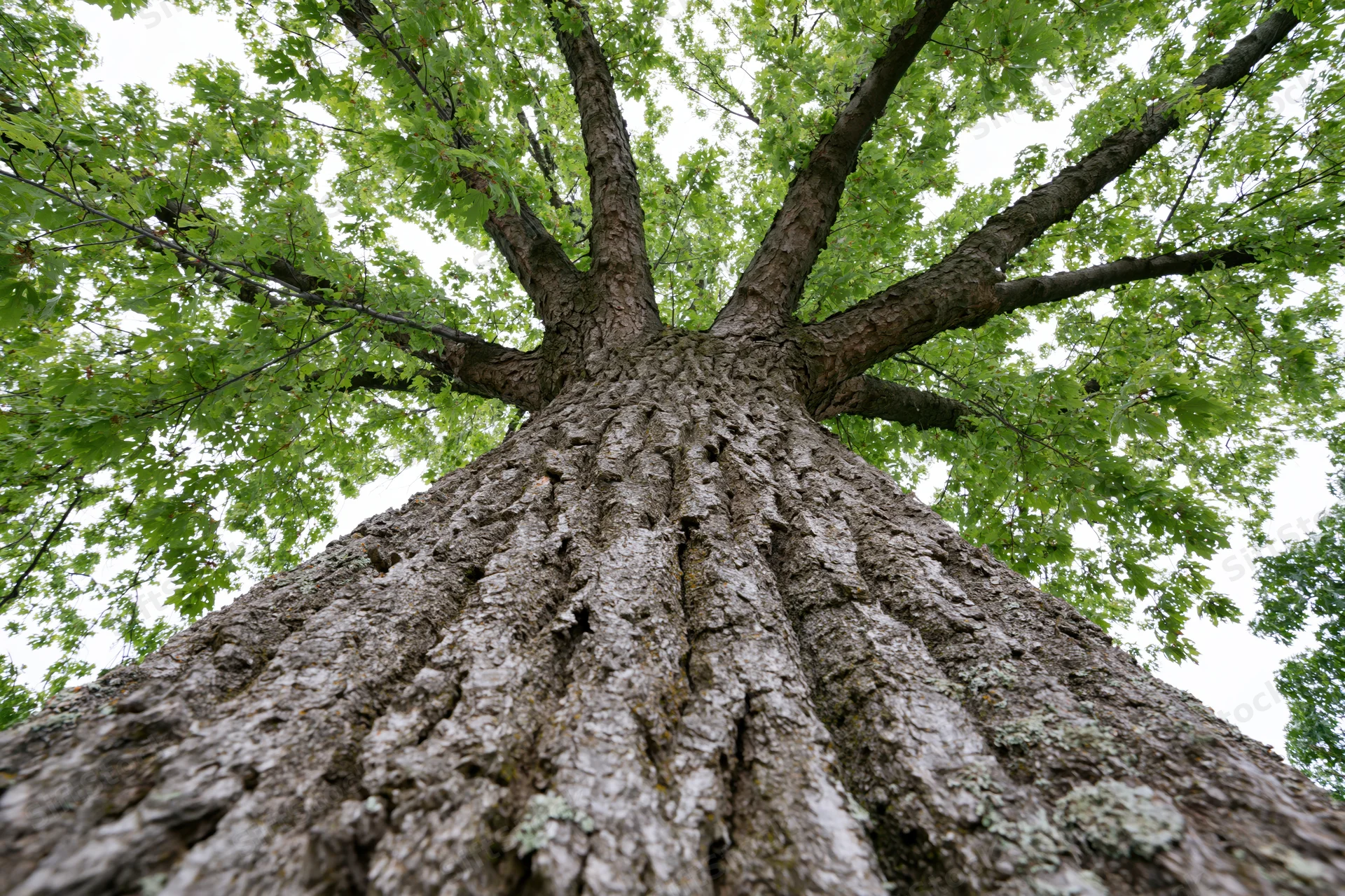 Low-angle view of massive tree trunk rising into leafy canopy