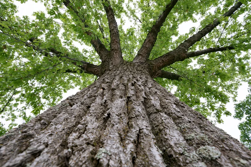 Low-angle view of massive tree trunk rising into leafy canopy