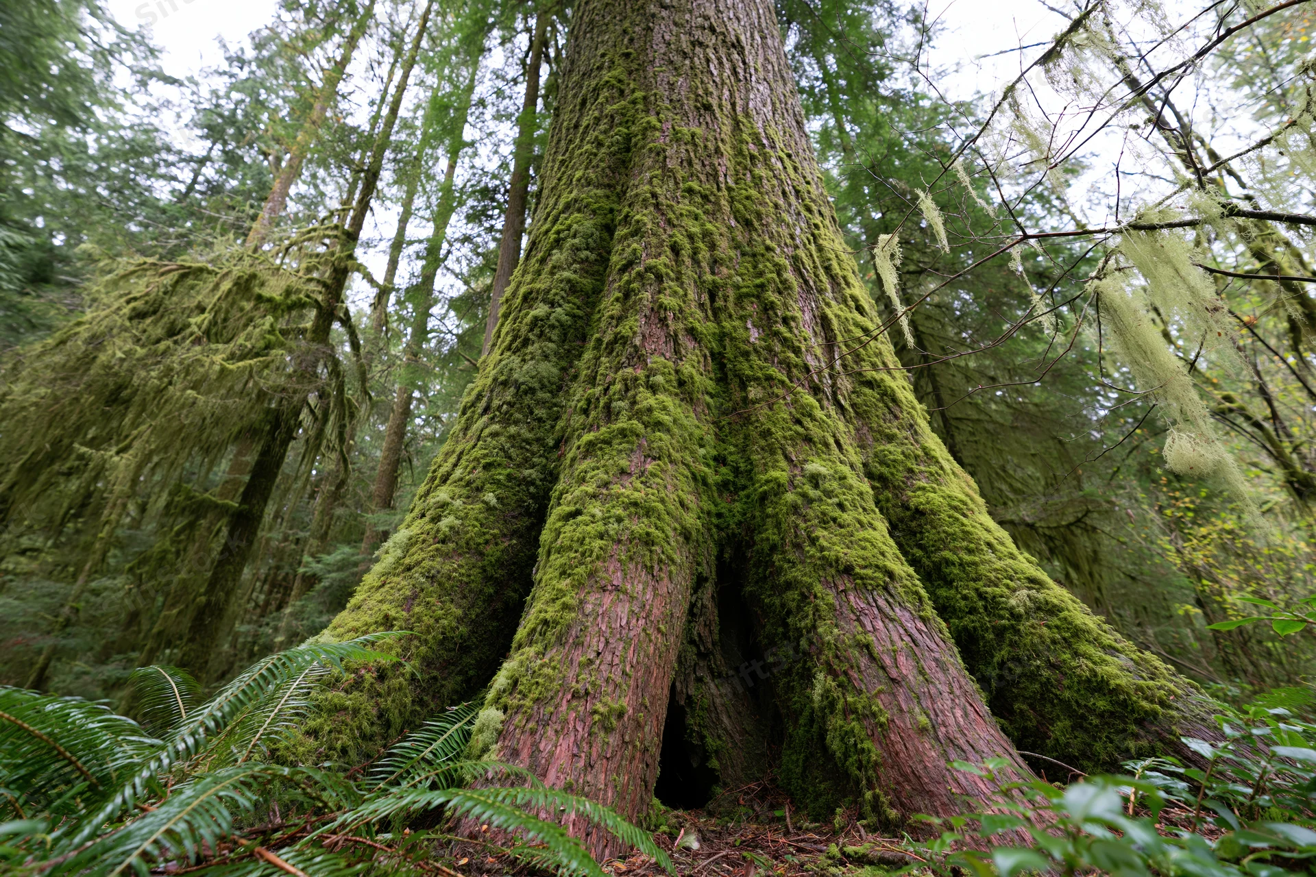 Massive old-growth cedar tree trunk covered in thick moss in a dense forest
