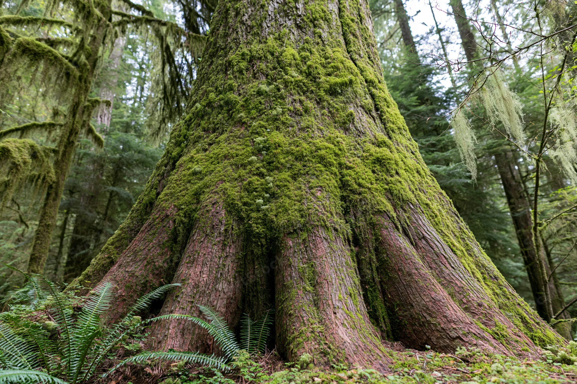 Massive old-growth cedar tree trunk covered in thick moss in a dense forest