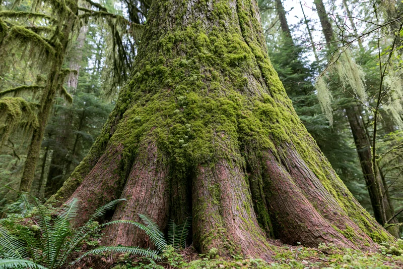 Massive old-growth cedar tree trunk covered in thick moss in a dense forest