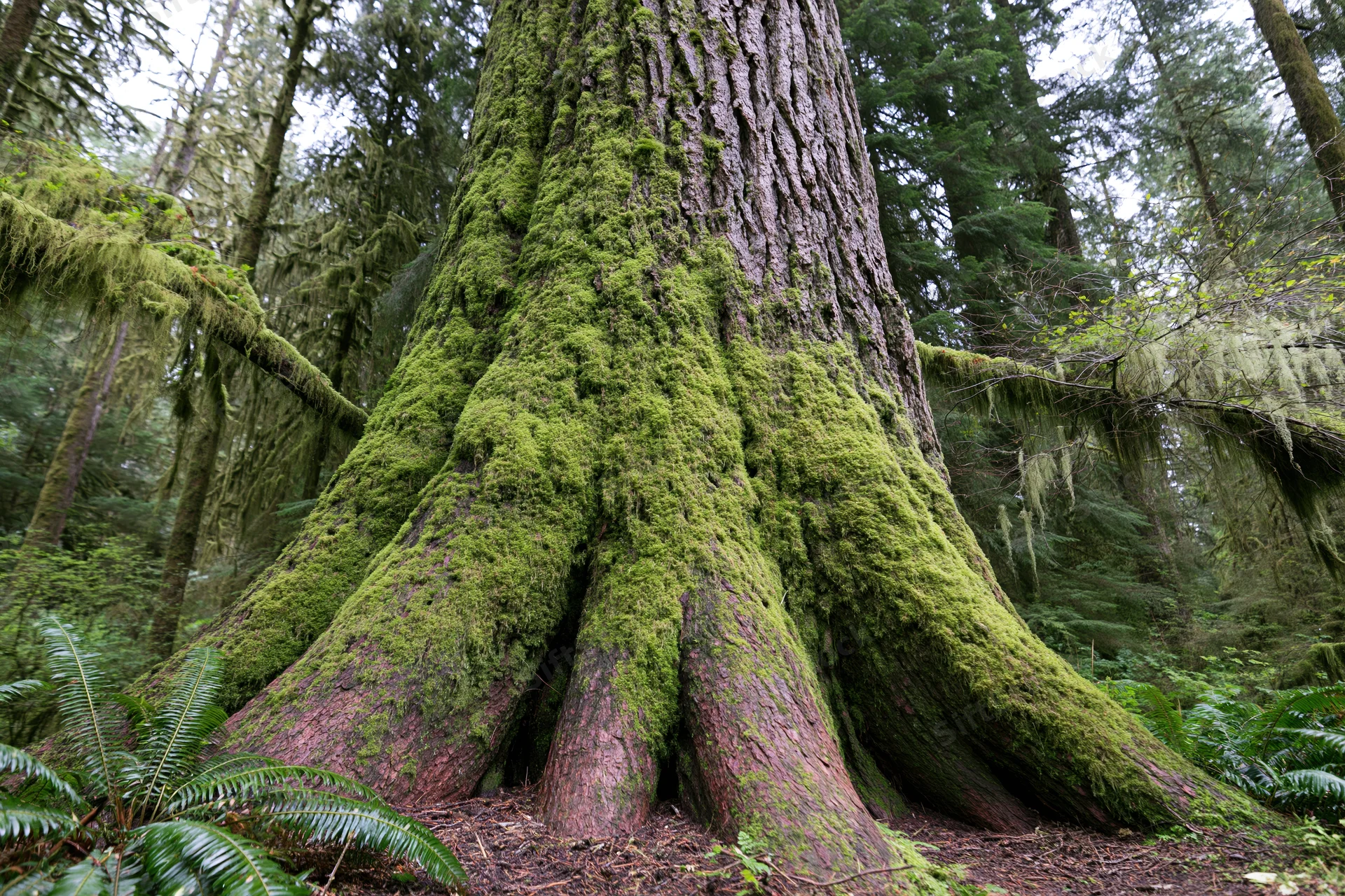 Massive old-growth cedar tree trunk covered in thick green moss in a dense forest
