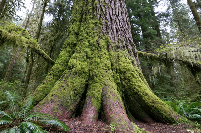 Massive old-growth cedar tree trunk covered in thick green moss in a dense forest
