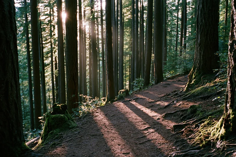 Narrow dirt trail winding through tall old-growth forest with sunlight filtering through trees