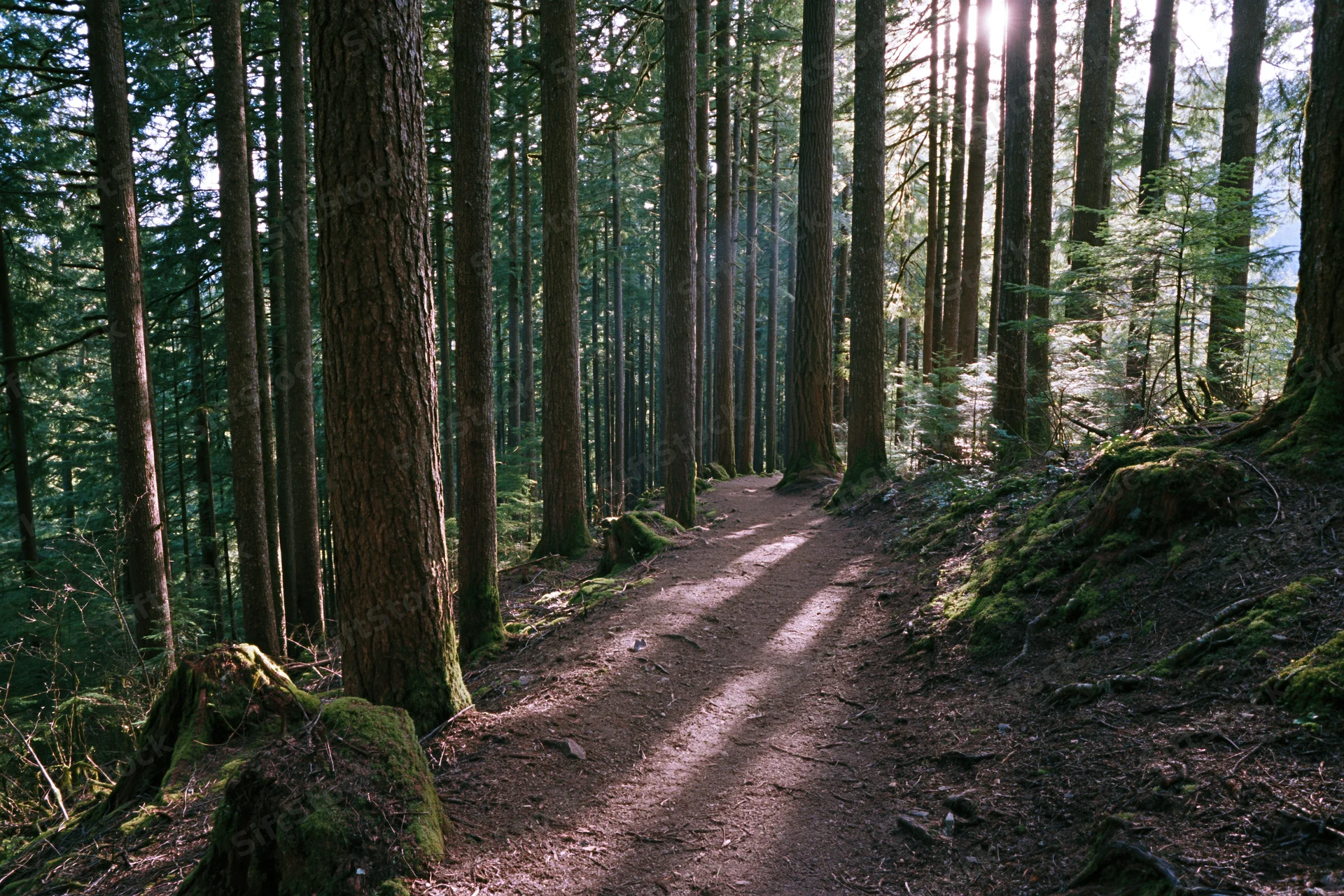 Narrow dirt trail winding through tall old-growth conifer forest with sunlight filtering through canopy