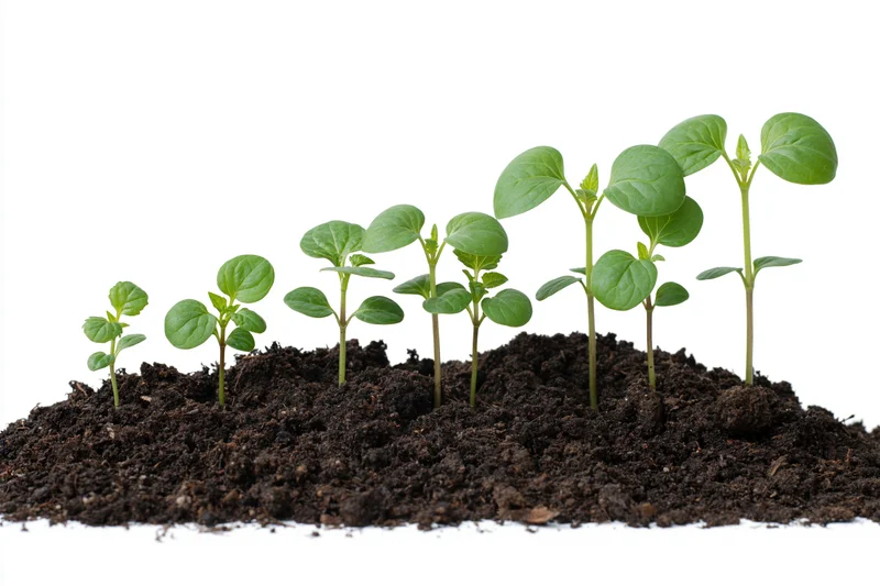 Six seedlings arranged in a row showing progressive growth stages in soil against white background