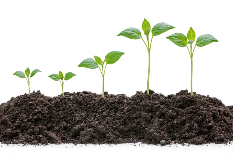 Six seedlings in progressive growth stages emerging from soil against white background