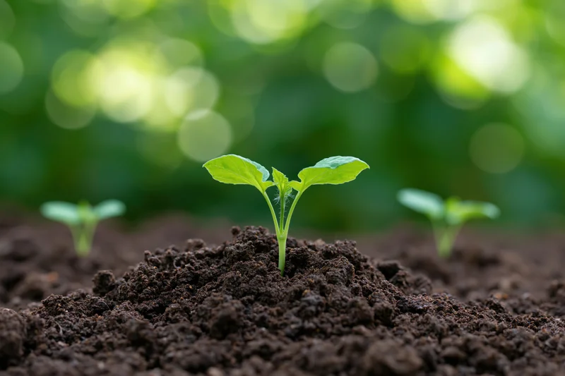 Small green seedling sprouting from dark rich soil in a garden setting