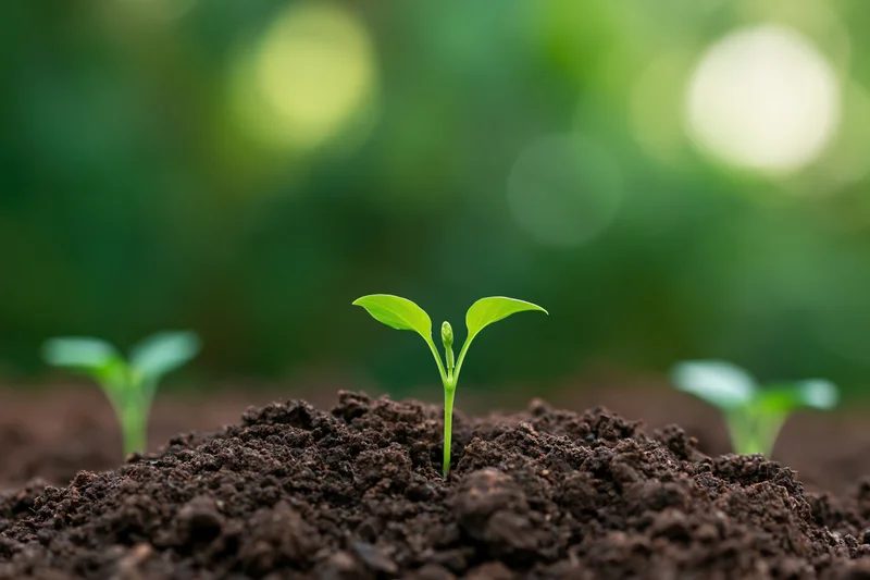 Small green seedling sprouting from dark rich soil in a garden setting