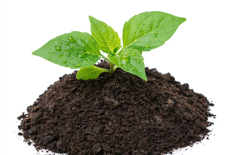 Small green seedling with three broad leaves growing from a mound of dark soil on white background