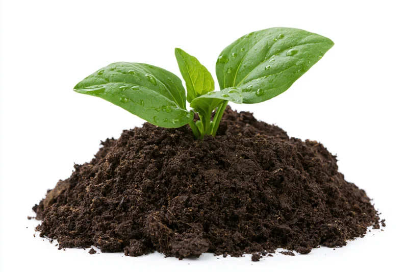 Small green seedling with three broad leaves emerging from a mound of dark soil on white background