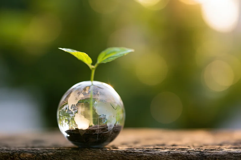Small green seedling growing from a glass globe filled with soil on a wooden surface