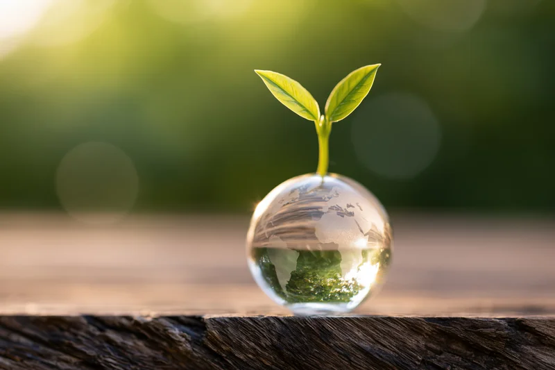 Small green seedling sprouting from a transparent globe resting on a wooden surface
