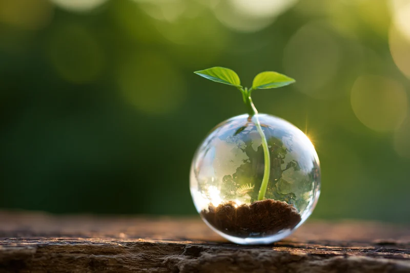 Small green seedling growing from soil inside a transparent glass globe on a wooden surface