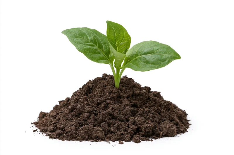Small green seedling with two broad leaves growing from a mound of soil on white background