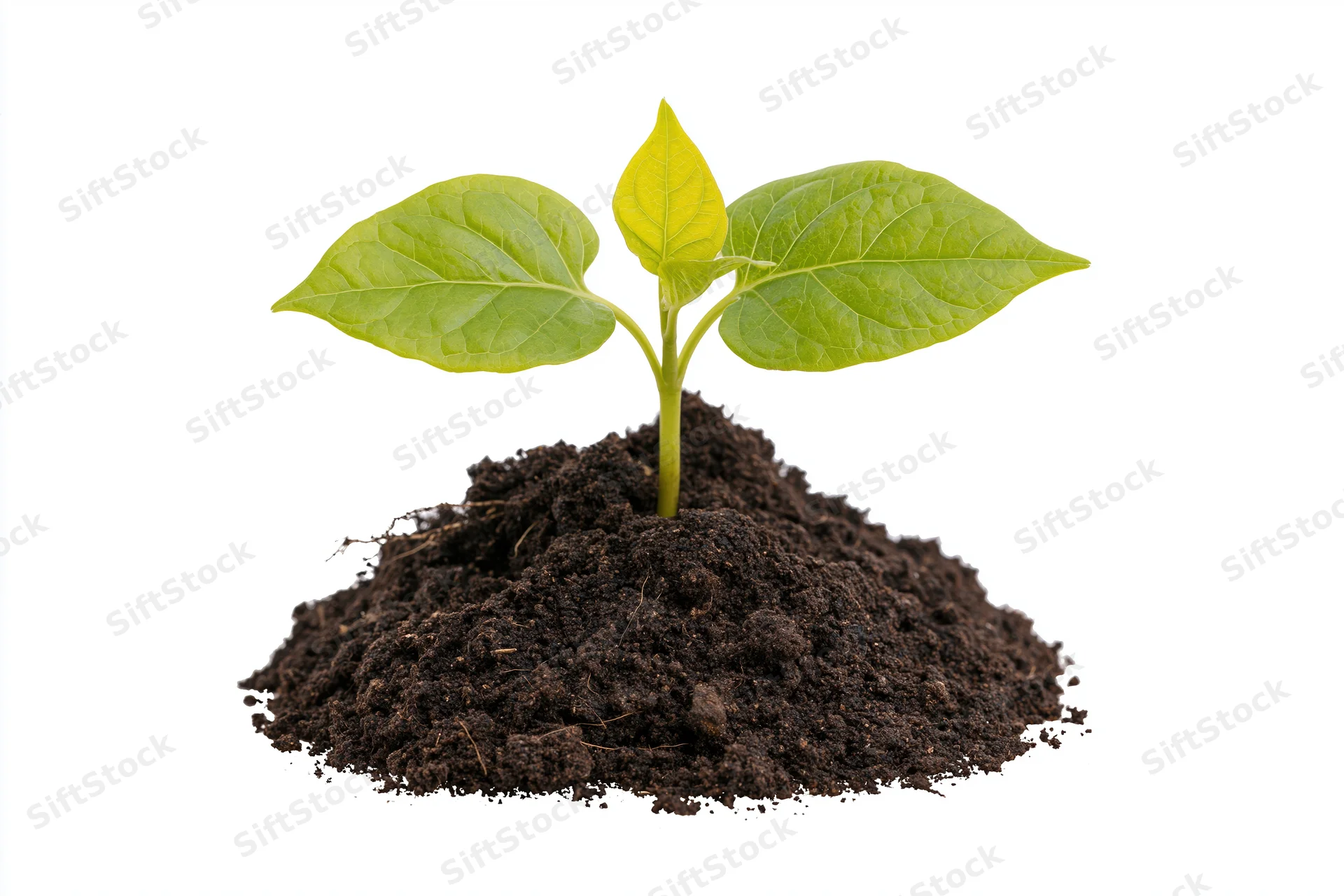 Small green seedling with two broad leaves growing from a mound of dark soil on white background